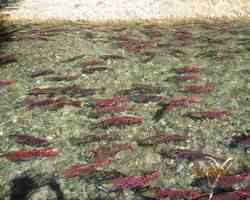 Spawning Sockeye Salmon in Pemberton, BC