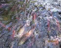 Spawning Sockeye Salmon
